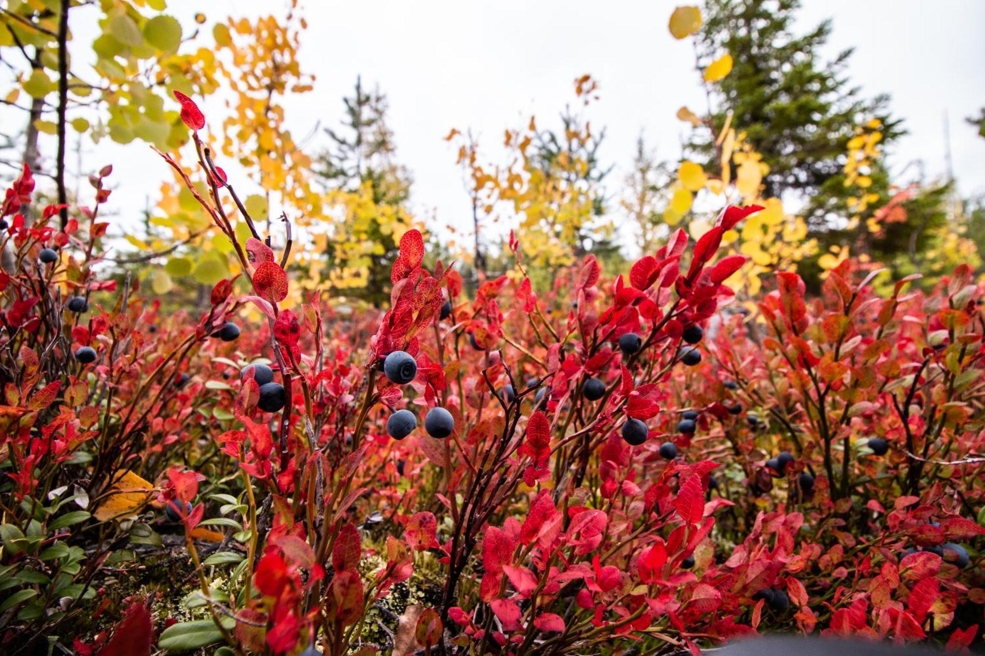 Blueberry Lodge 5 Personnes Mjolan Dış mekan fotoğraf